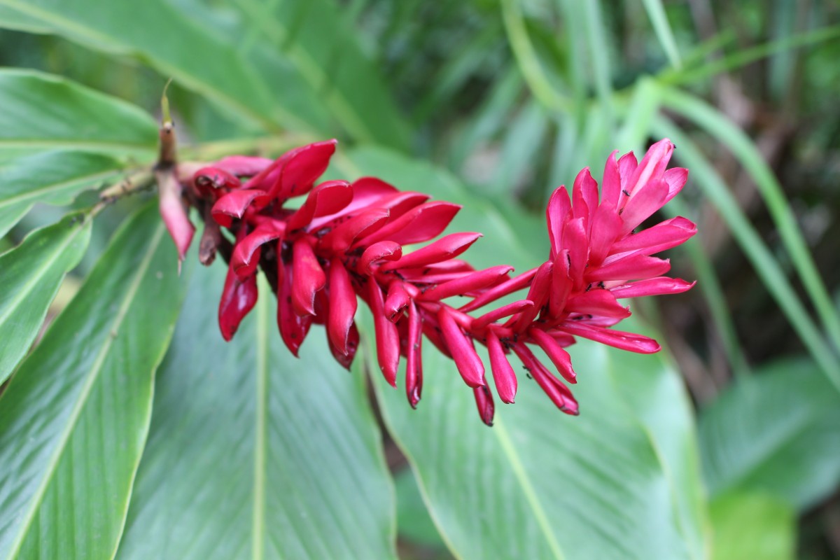 Alpinia purpurata (Vieill.) K.Schum.